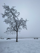 16th Jan 2022 - Frozen Tree