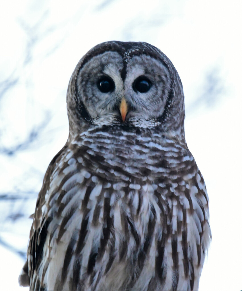First Barred Owl Sighting in Months by kareenking