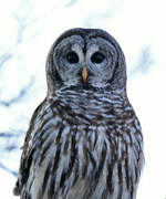 14th Jan 2022 - First Barred Owl Sighting in Months