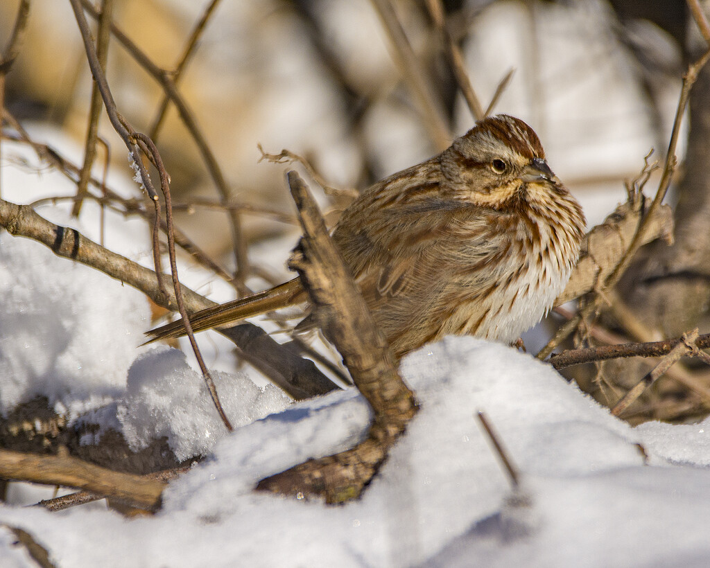 Fluffed Up Song Sparrow by cwbill