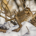 Fluffed Up Song Sparrow