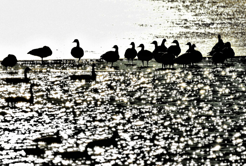 Geese Silhouettes by kareenking