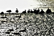 16th Jan 2022 - Geese Silhouettes