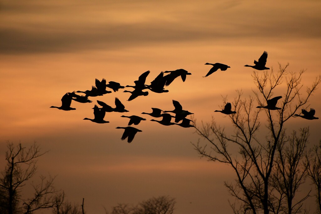 Go, Geese, Go! by kareenking