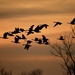 Go, Geese, Go! by kareenking