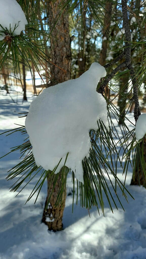 Snow by harbie
