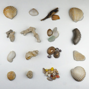 19th Jan 2022 - Sea Shells