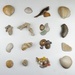 Sea Shells by jon_lip