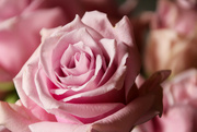 17th Jan 2022 - Pretty pink rose