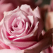 Pretty pink rose by mittens