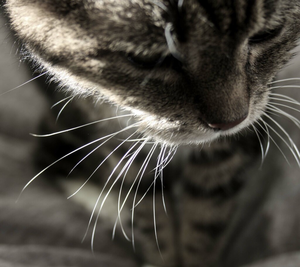 Cat's Whiskers by sanderling