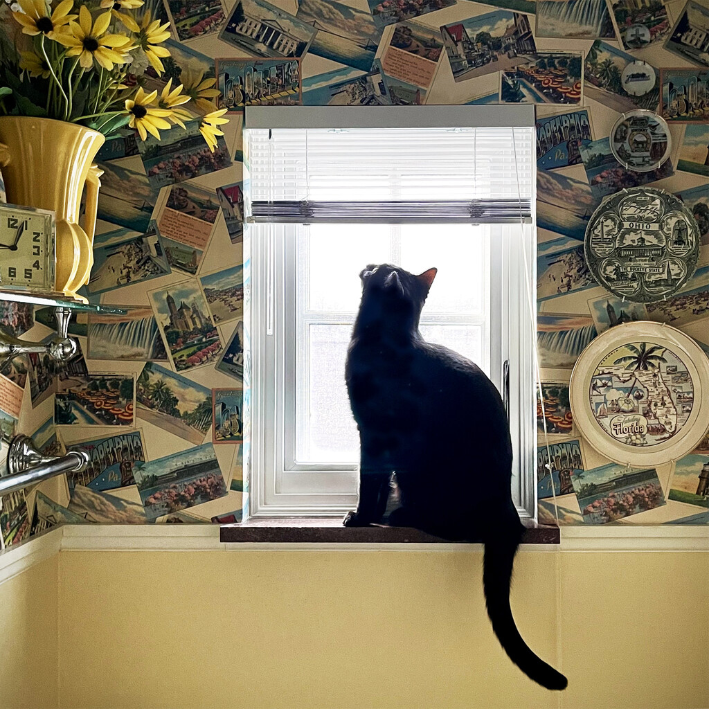 Jack Discovered A New Window by yogiw