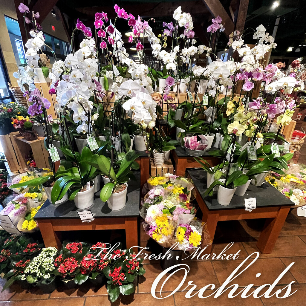 The Fresh Market Orchids by yogiw