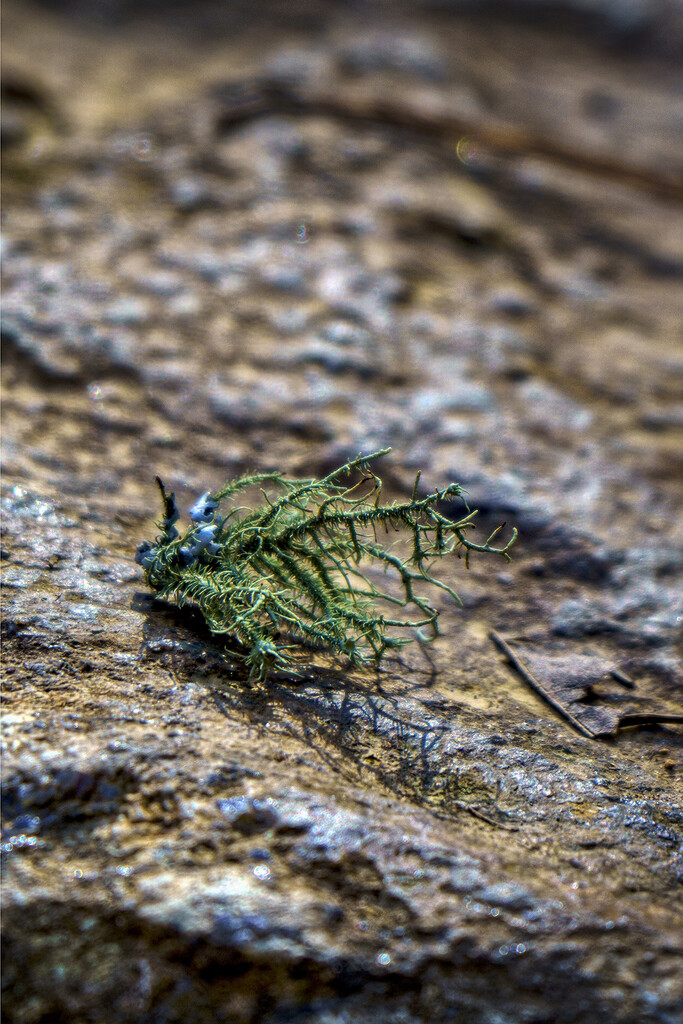 Lichen by k9photo