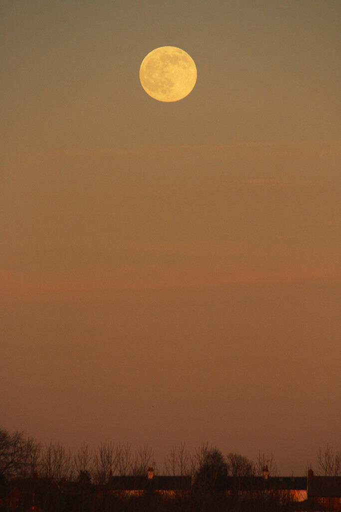 Moonrise by shepherdman