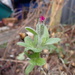 Confused Rose Campion by speedwell