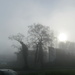 Foggy morning by speedwell
