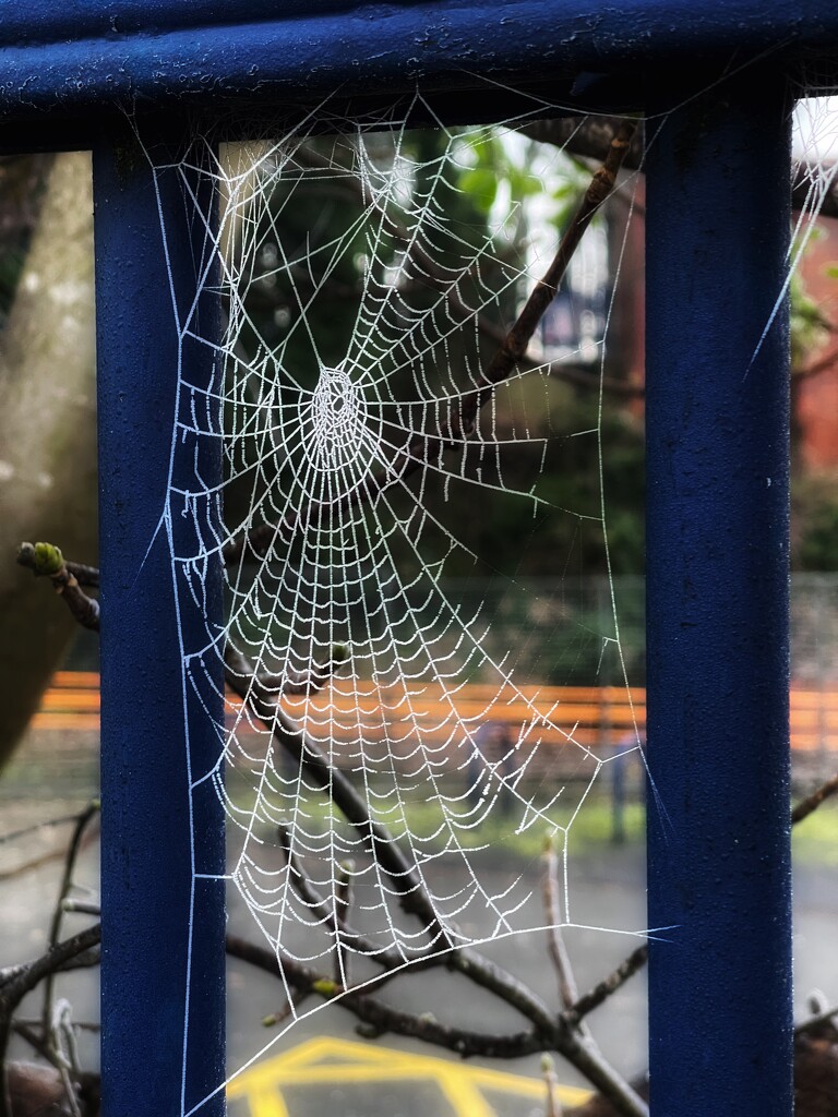 Frosty cobweb by tinley23