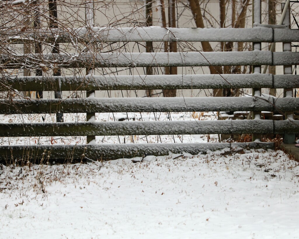 January 17: Fence by daisymiller
