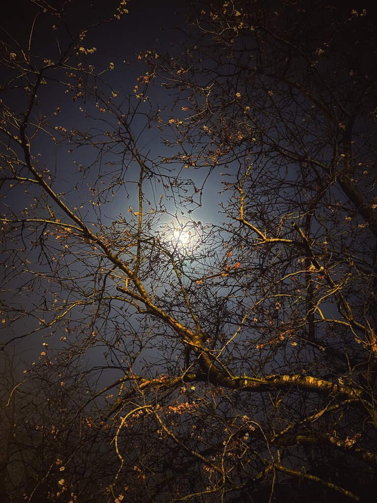 Foggy Full Moon in Blossom by gaillambert