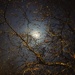 Foggy Full Moon in Blossom by gaillambert