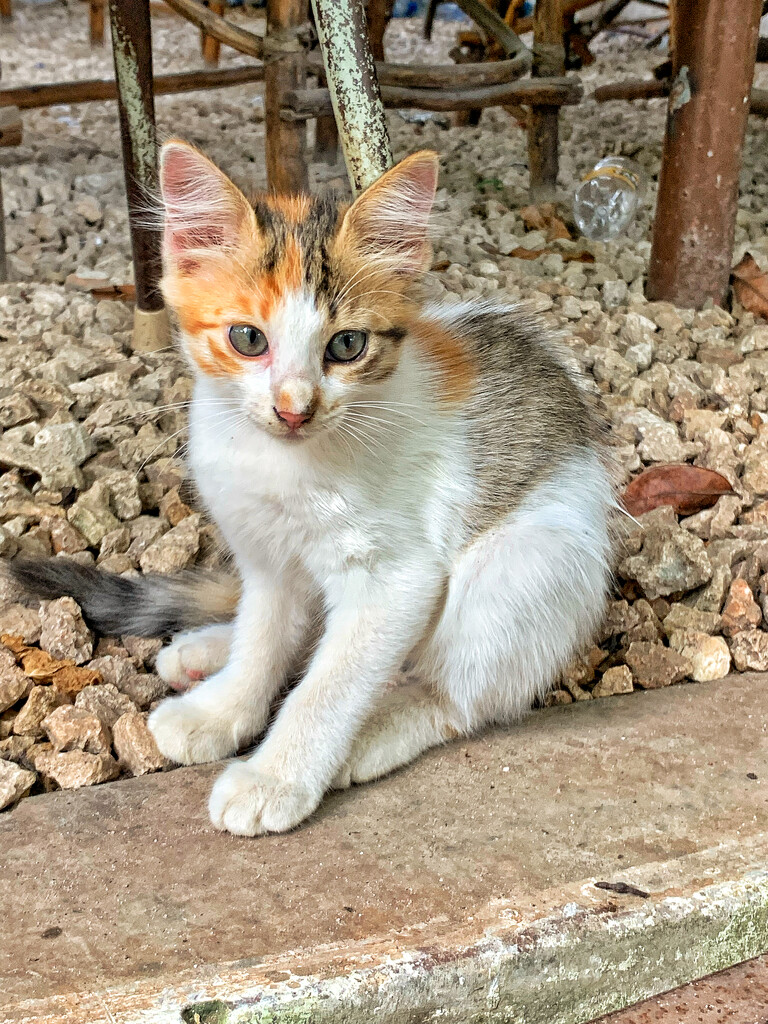 Cute kitty.  by cocobella