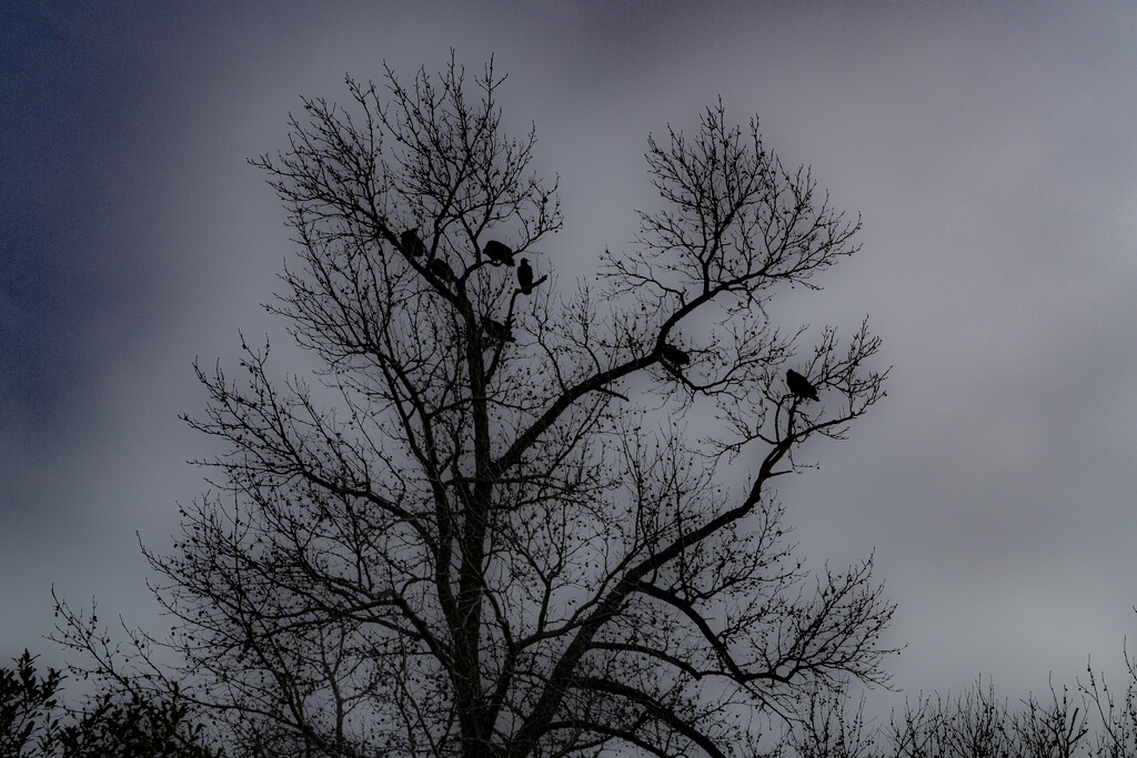 Vultures by timerskine