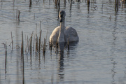 14th Jan 2022 - Wet-Faced Swan