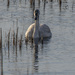 Wet-Faced Swan