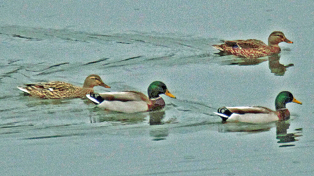 2022 01 02 Mallards 4 by georgegailmcdowellcom