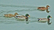 2nd Jan 2022 - 2022 01 02 Mallards 4