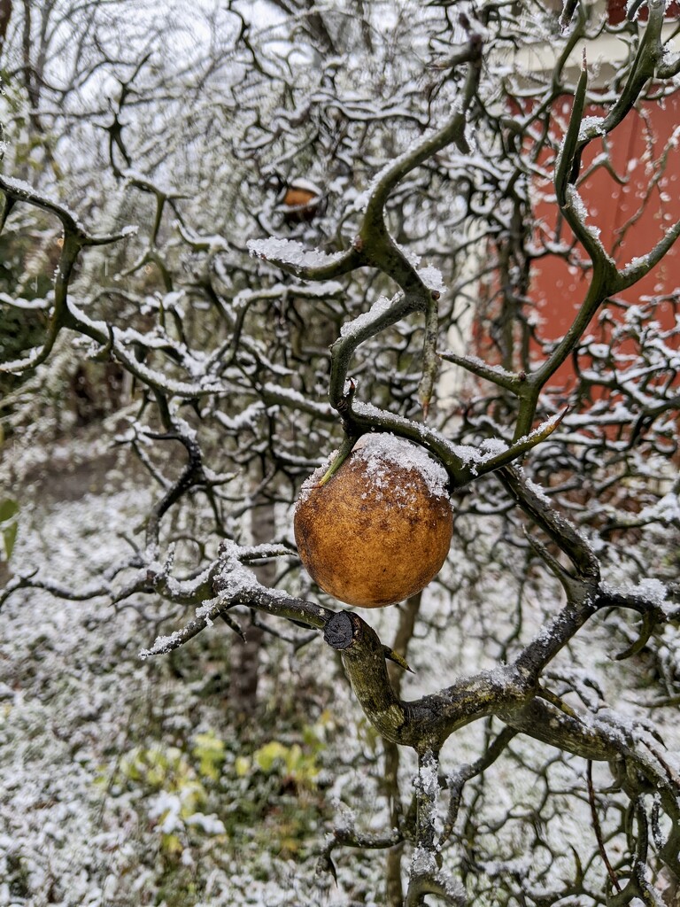 Snow Orange by gratitudeyear