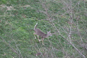 3rd Jan 2022 - Jan 3 Young deer running