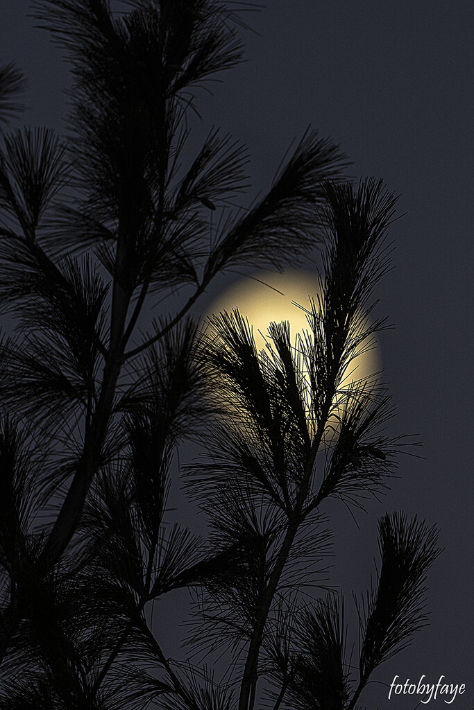 Last nights full moon by fayefaye