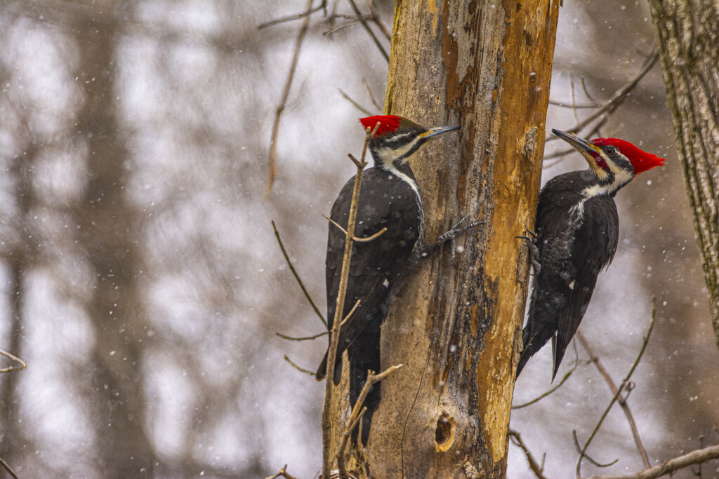 Mr. and Mrs. Pileated by cwbill