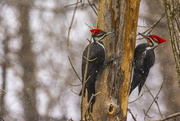 17th Jan 2022 - Mr. and Mrs. Pileated