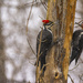 Mr. and Mrs. Pileated by cwbill