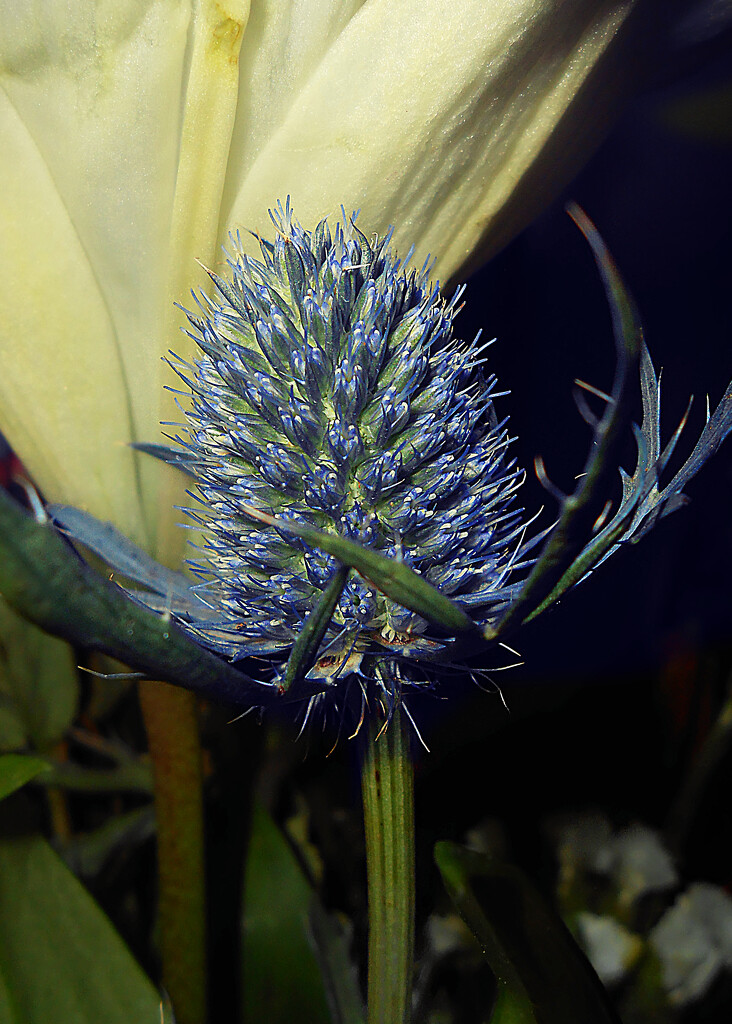Blue Spiked Flower by njmauthor