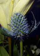 17th Jan 2022 - Blue Spiked Flower