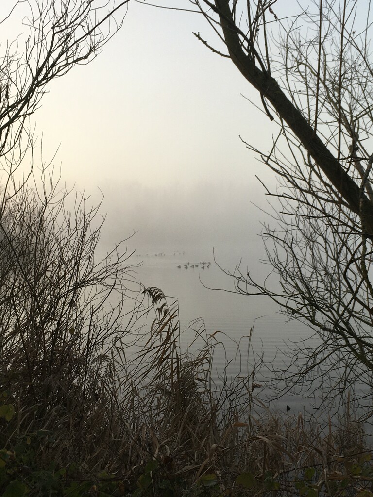 Fog across the lake this morning by 365anne