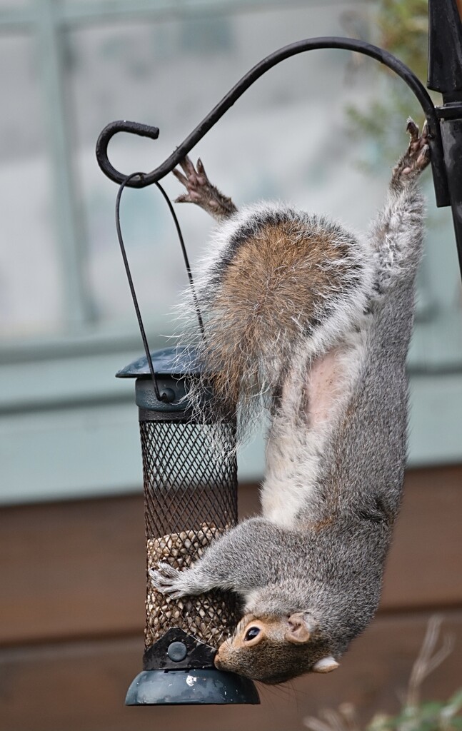 Pilates for squirrels  by wakelys