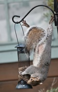 18th Jan 2022 - Pilates for squirrels 