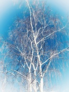 20th Jan 2022 - Look at a Birch Tree