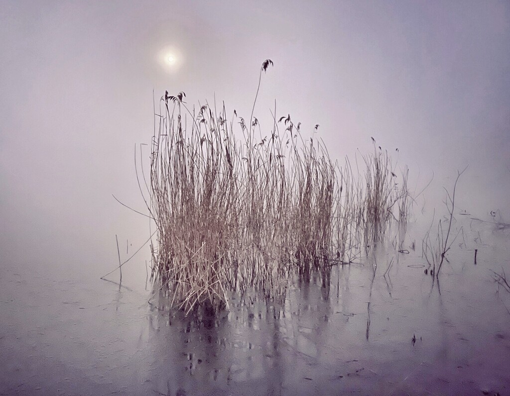 Wolf moon in the fog by moonbi