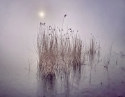 18th Jan 2022 - Wolf moon in the fog