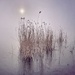 Wolf moon in the fog by moonbi