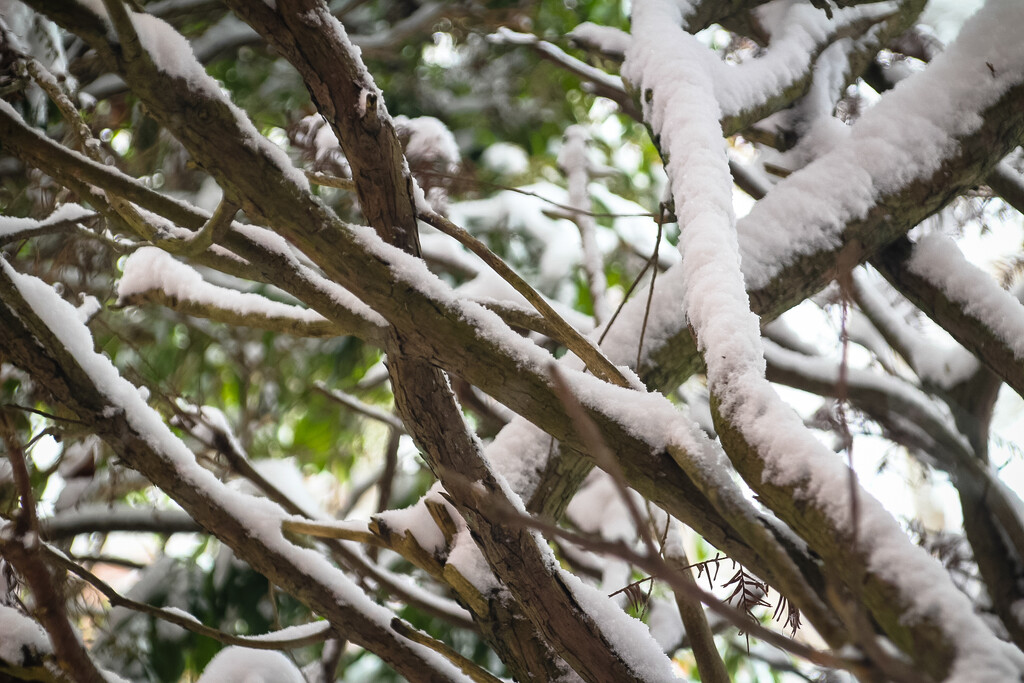 Snow in my yew bush by mittens