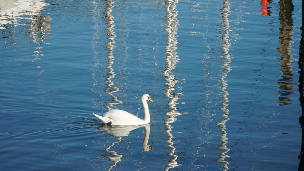 one swan a-swimming by quietpurplehaze