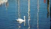 18th Jan 2022 - one swan a-swimming
