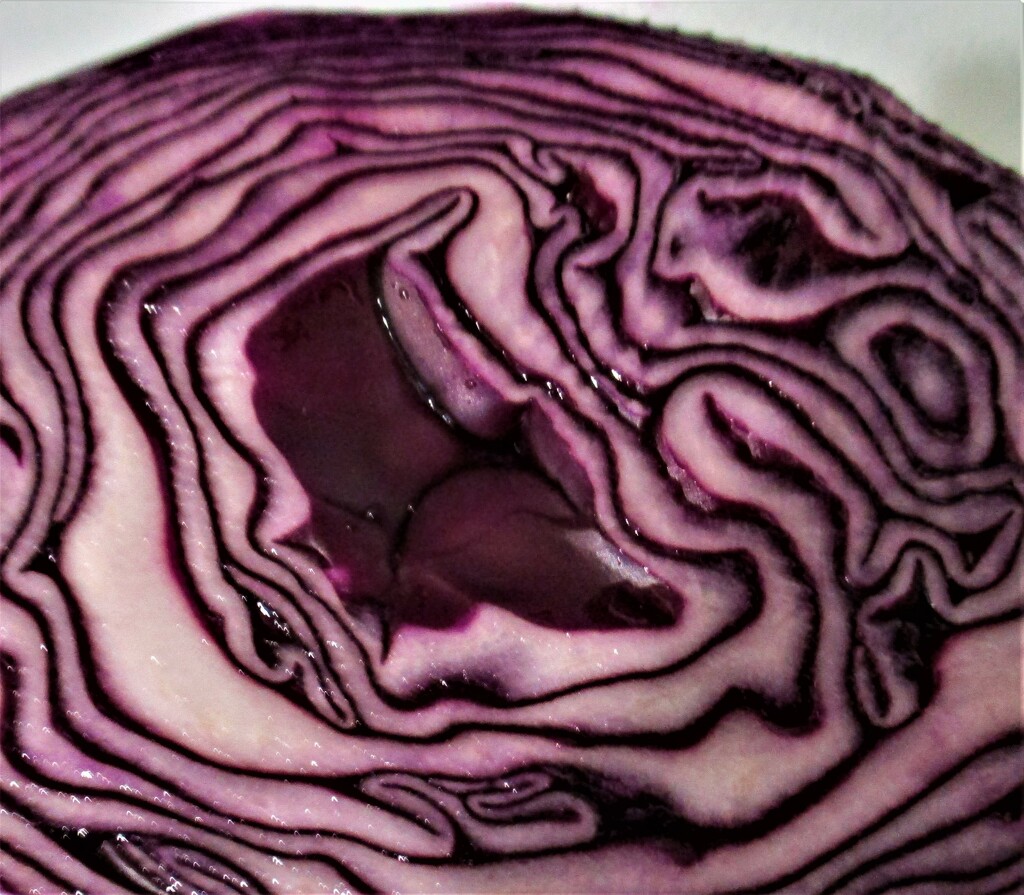 Pattern inside a sliced red cabbage. by grace55